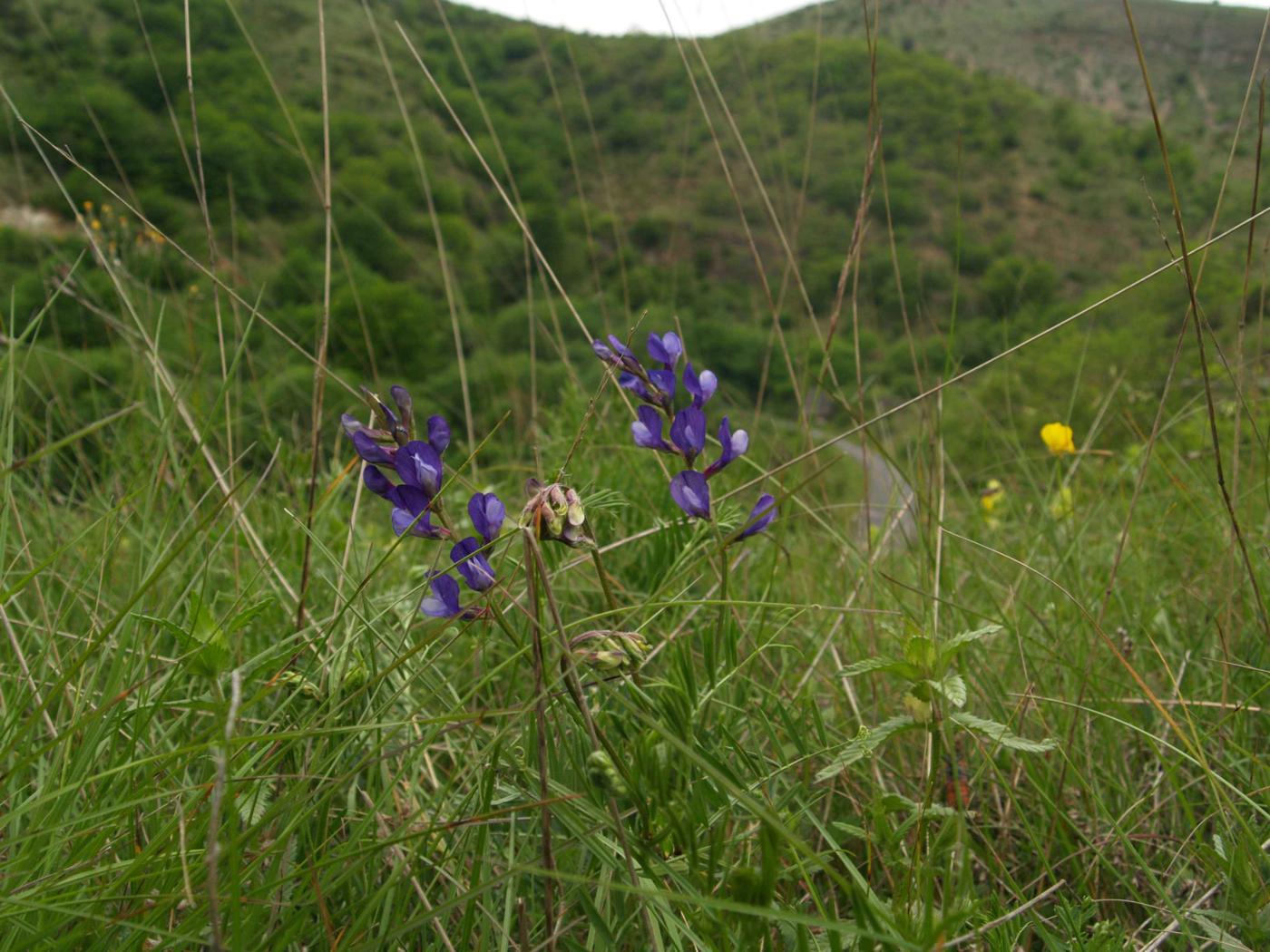 False Sainfoin plant